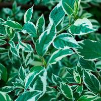 Дуб красный Quercus rubra WRB 300-350 10-12