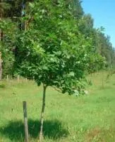 Дуб красный 14/16/18, 4,0-5,0м, с46, 10-12лет