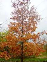 Дуб красный "Quercus rubra"