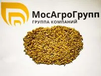 Яровой ячмень Зазёрский 85